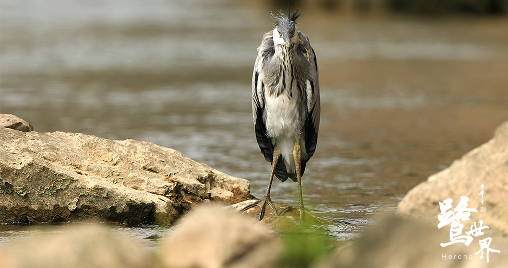鹭世界剧照的剧照