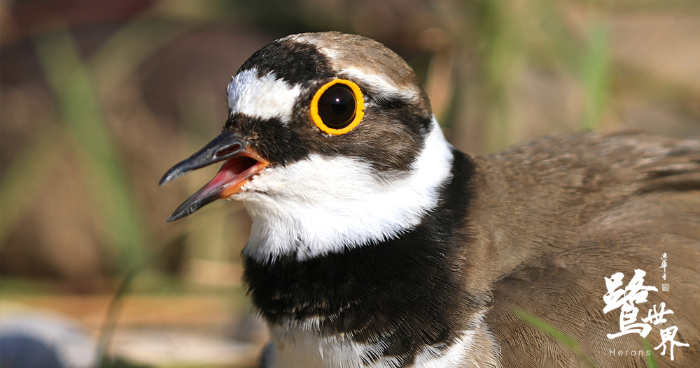 鹭世界剧照的剧照