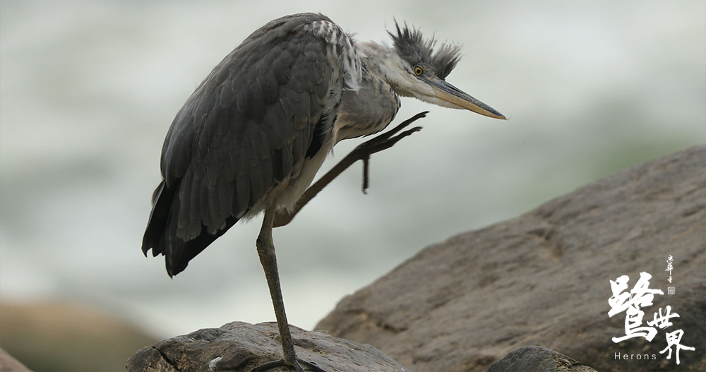 鹭世界剧照的剧照