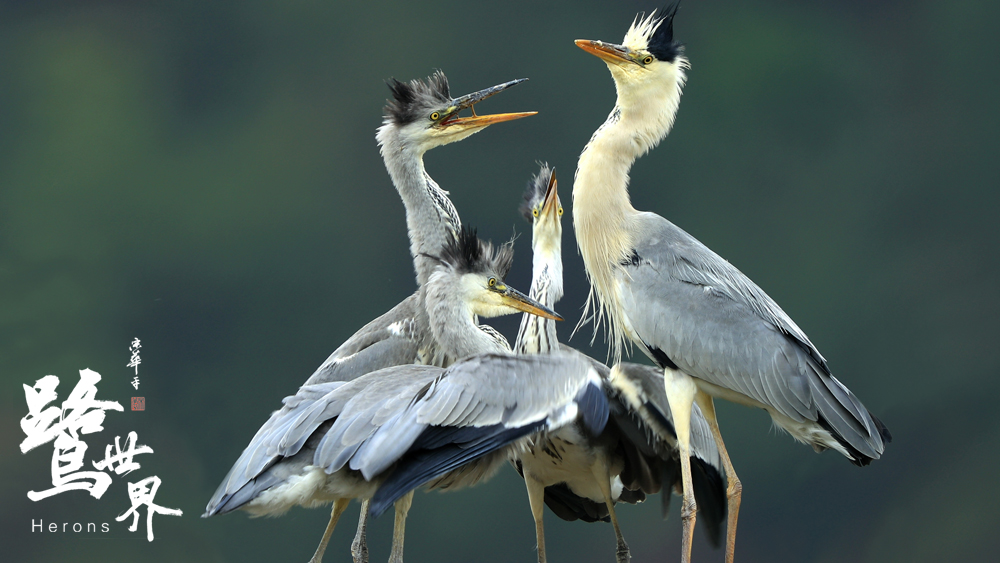 鹭世界剧照的剧照