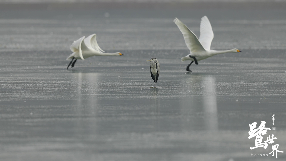 鹭世界剧照的剧照