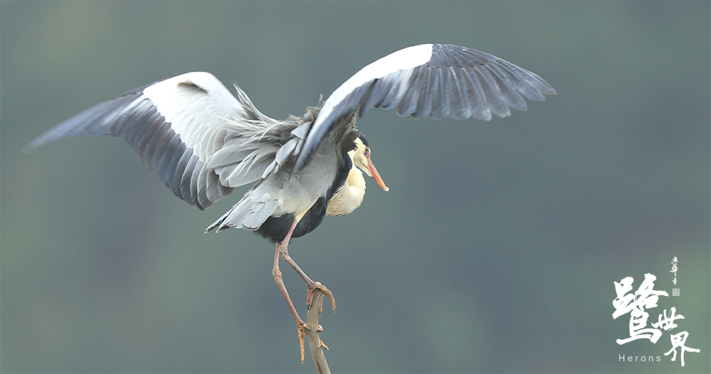 鹭世界剧照的剧照