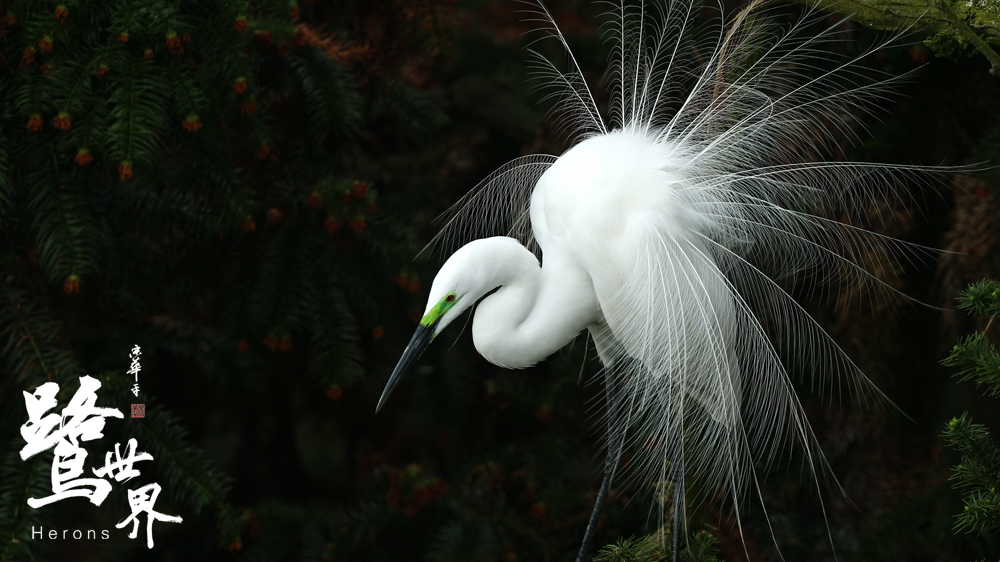 鹭世界剧照的剧照