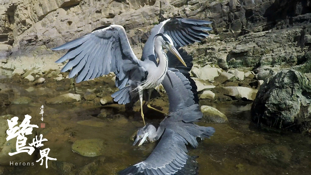 鹭世界剧照的剧照