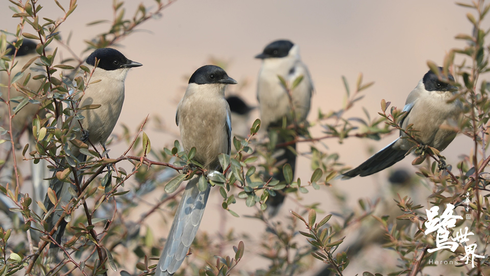 鹭世界剧照的剧照