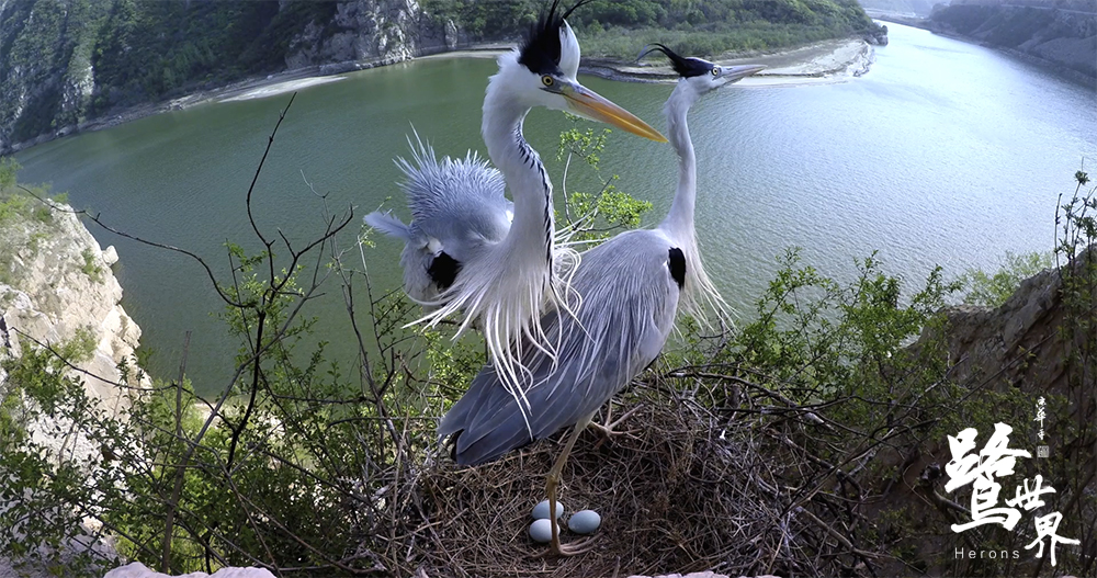 鹭世界剧照的剧照