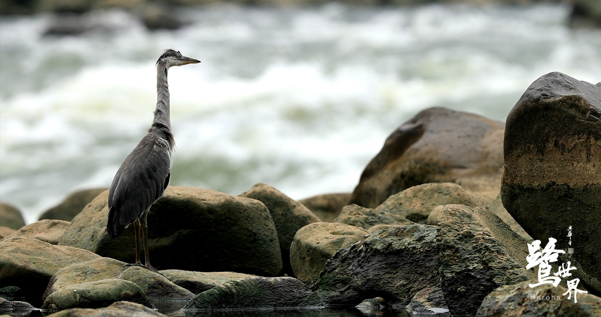 鹭世界剧照的剧照