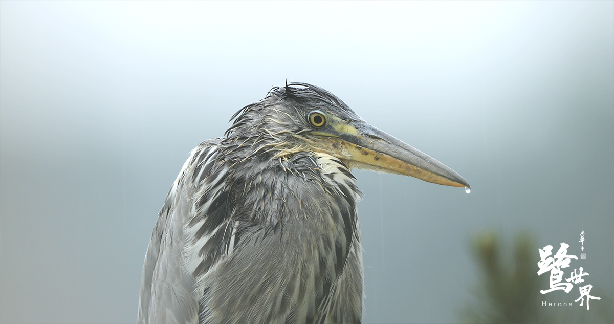 鹭世界剧照的剧照