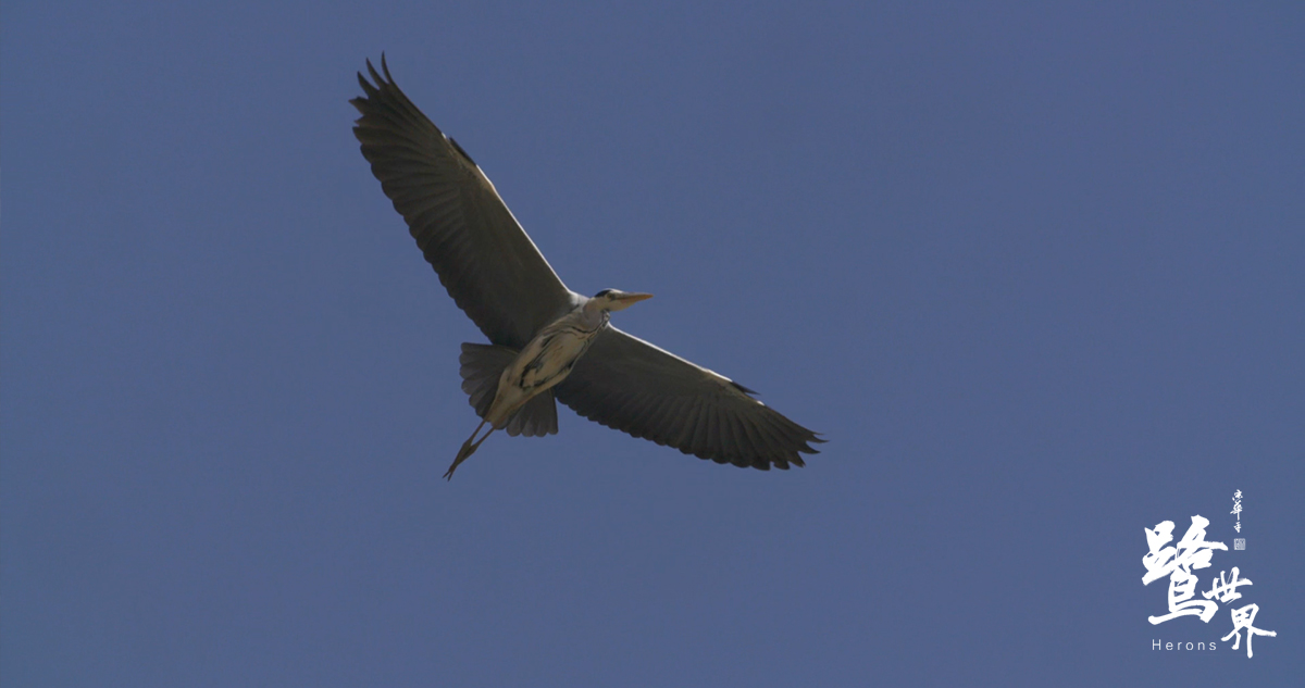 鹭世界剧照的剧照