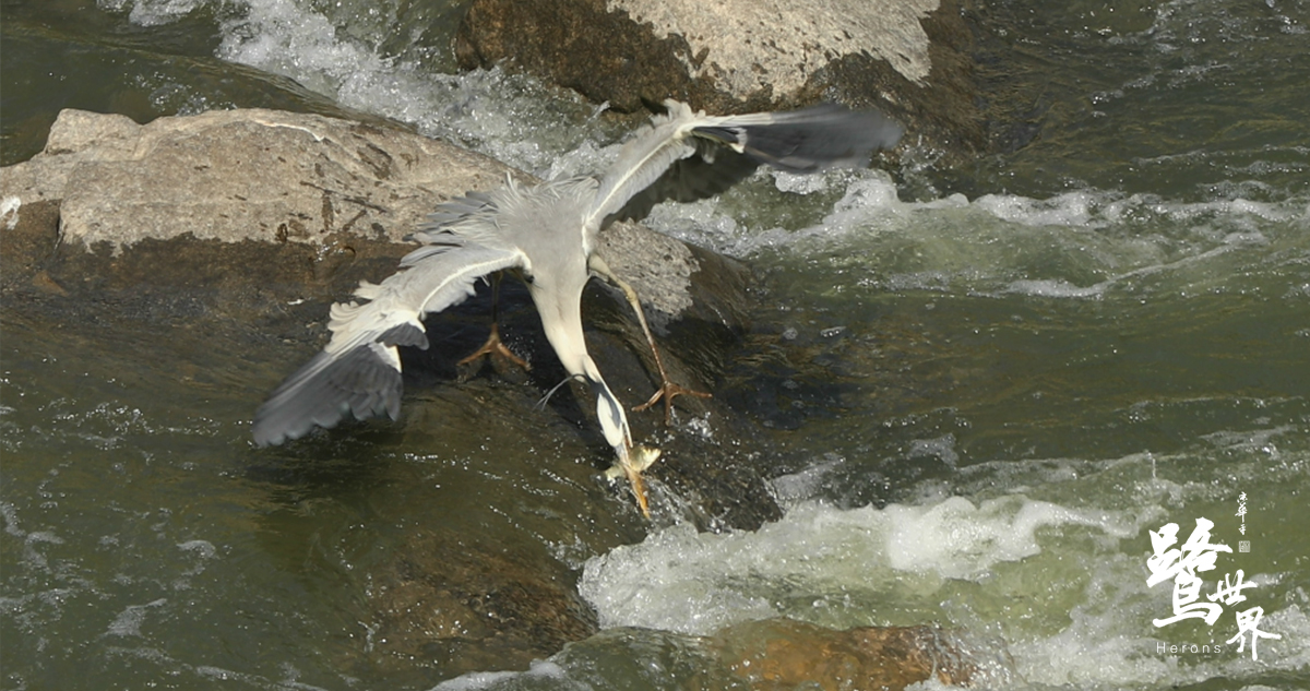 鹭世界剧照的剧照