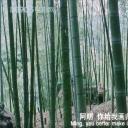 新鲁冰花：孩子的天空剧照