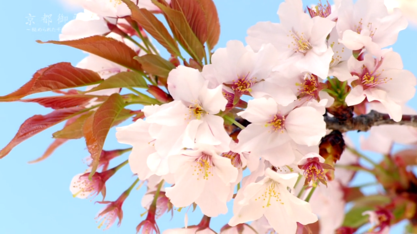 京都御所：不为人知的千年之美剧照的剧照