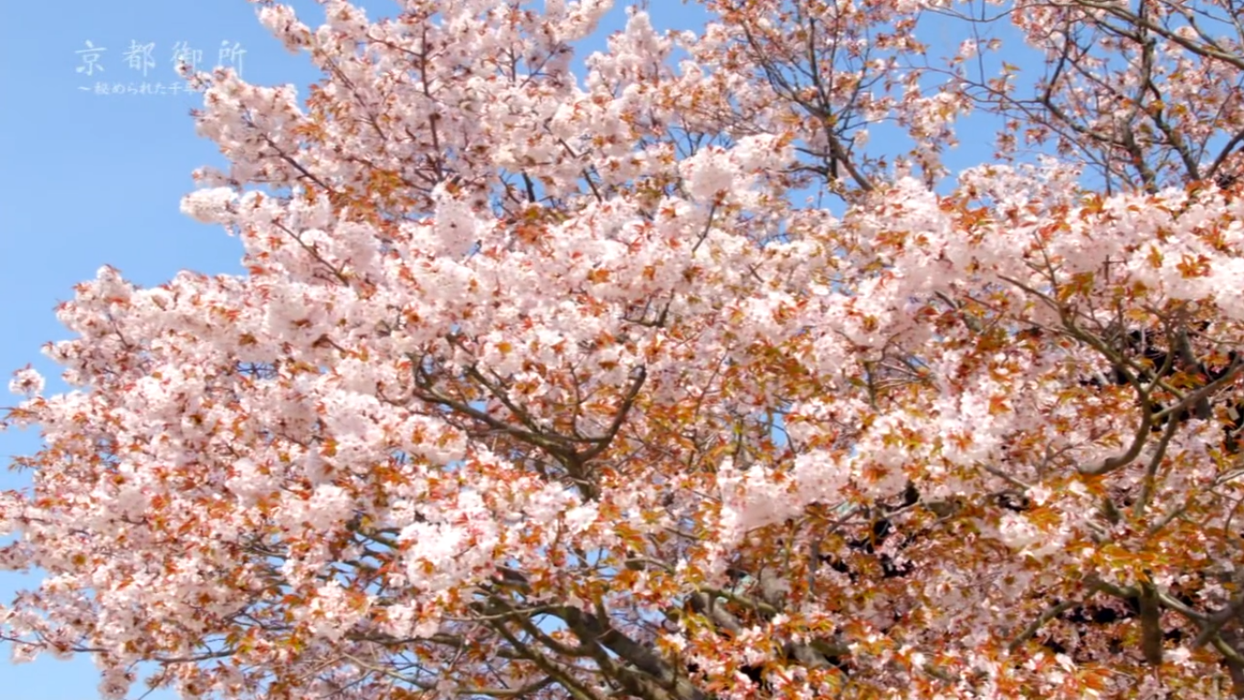 京都御所：不为人知的千年之美剧照的剧照