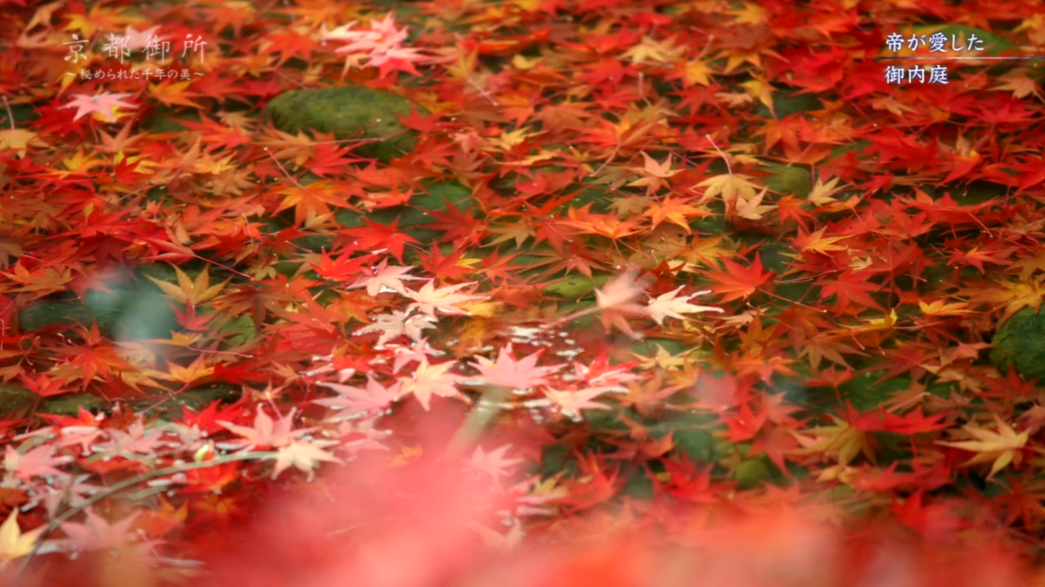 京都御所：不为人知的千年之美剧照的剧照