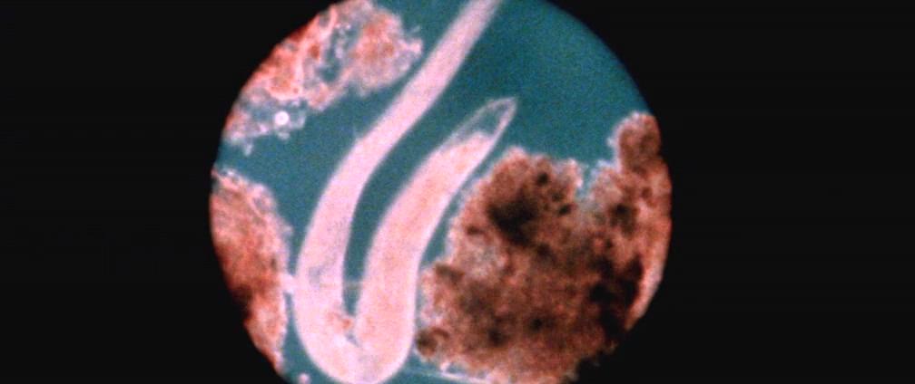 寄生魔种剧照的剧照