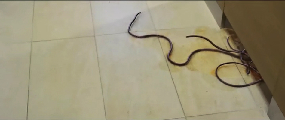 铁线虫入侵剧照的剧照