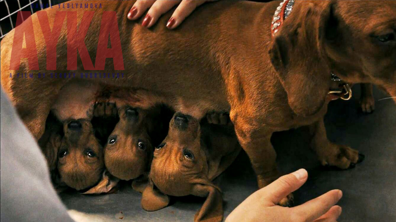 小家伙剧照的剧照