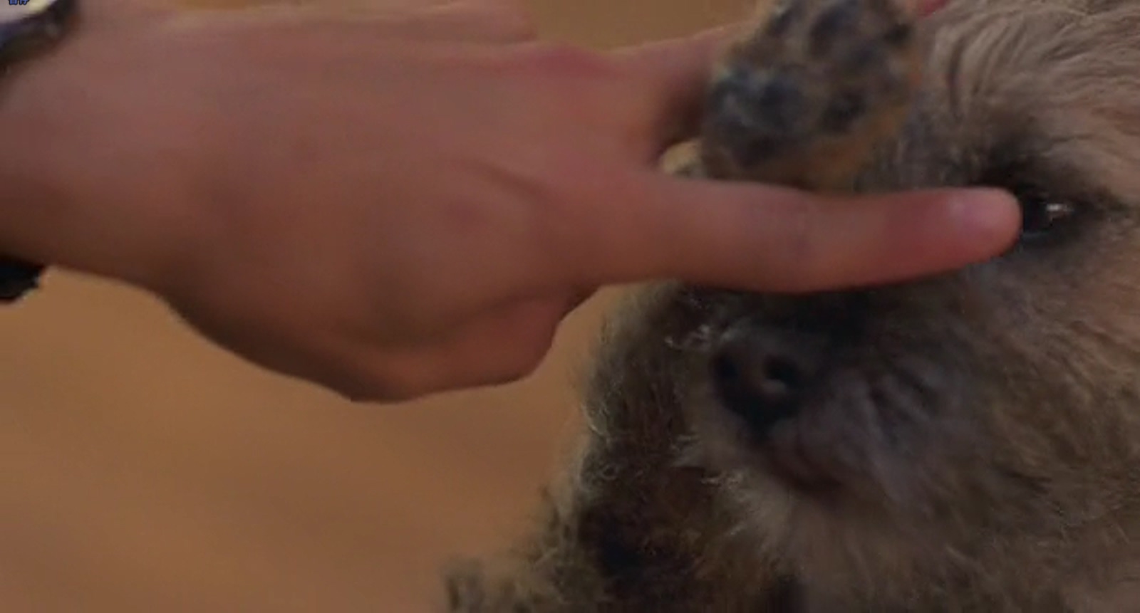 我为玛丽狂剧照的剧照