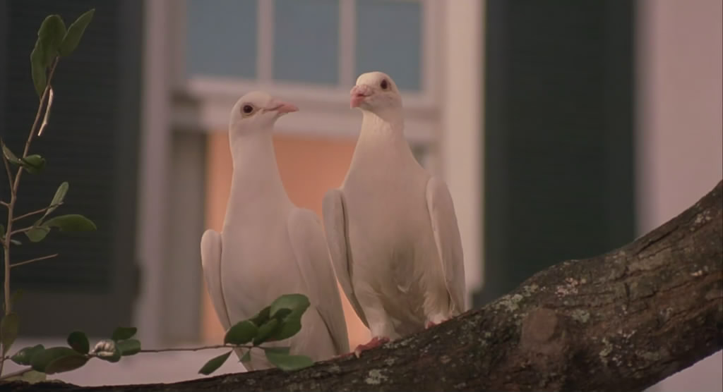 我为玛丽狂剧照的剧照