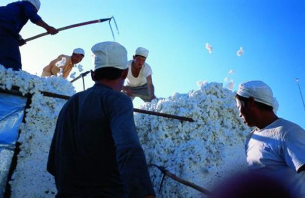 棉花剧照的剧照