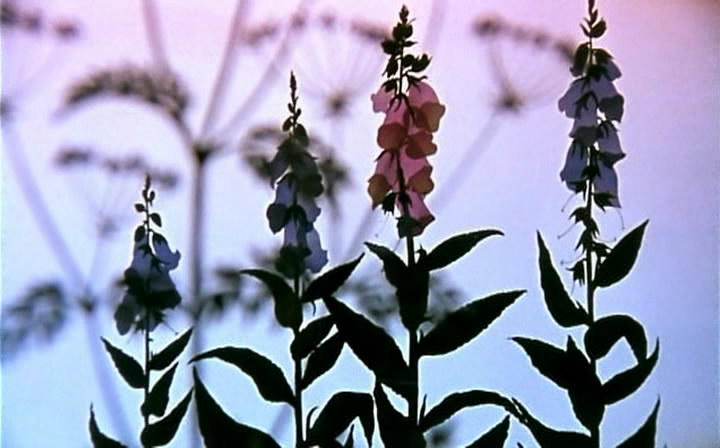 王子与公主剧照的剧照