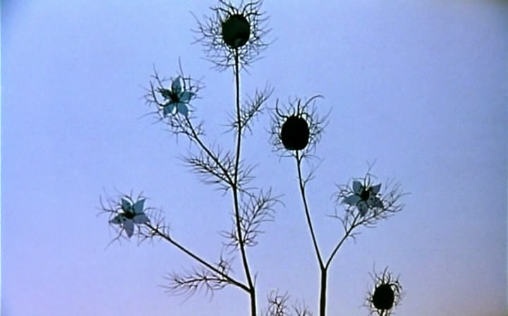 王子与公主剧照的剧照