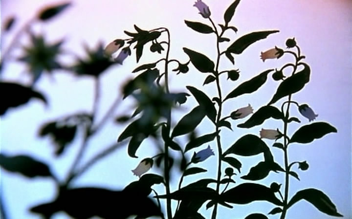 王子与公主剧照的剧照