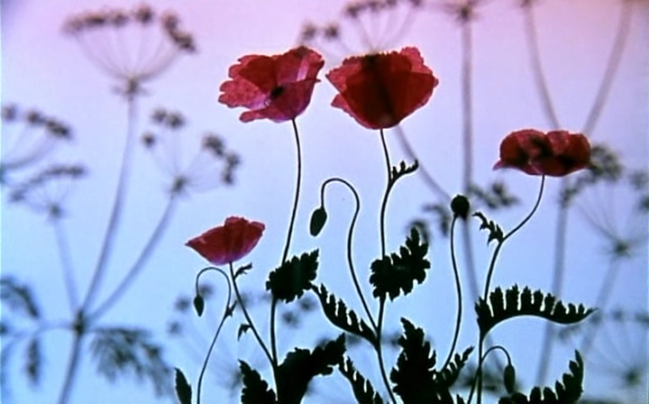 王子与公主剧照的剧照