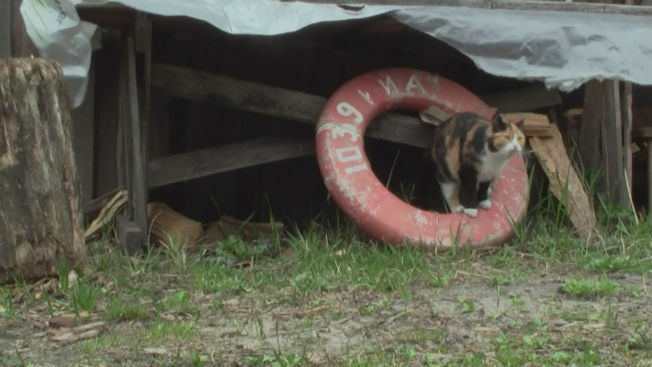 切尔诺贝利的大娘们剧照的剧照