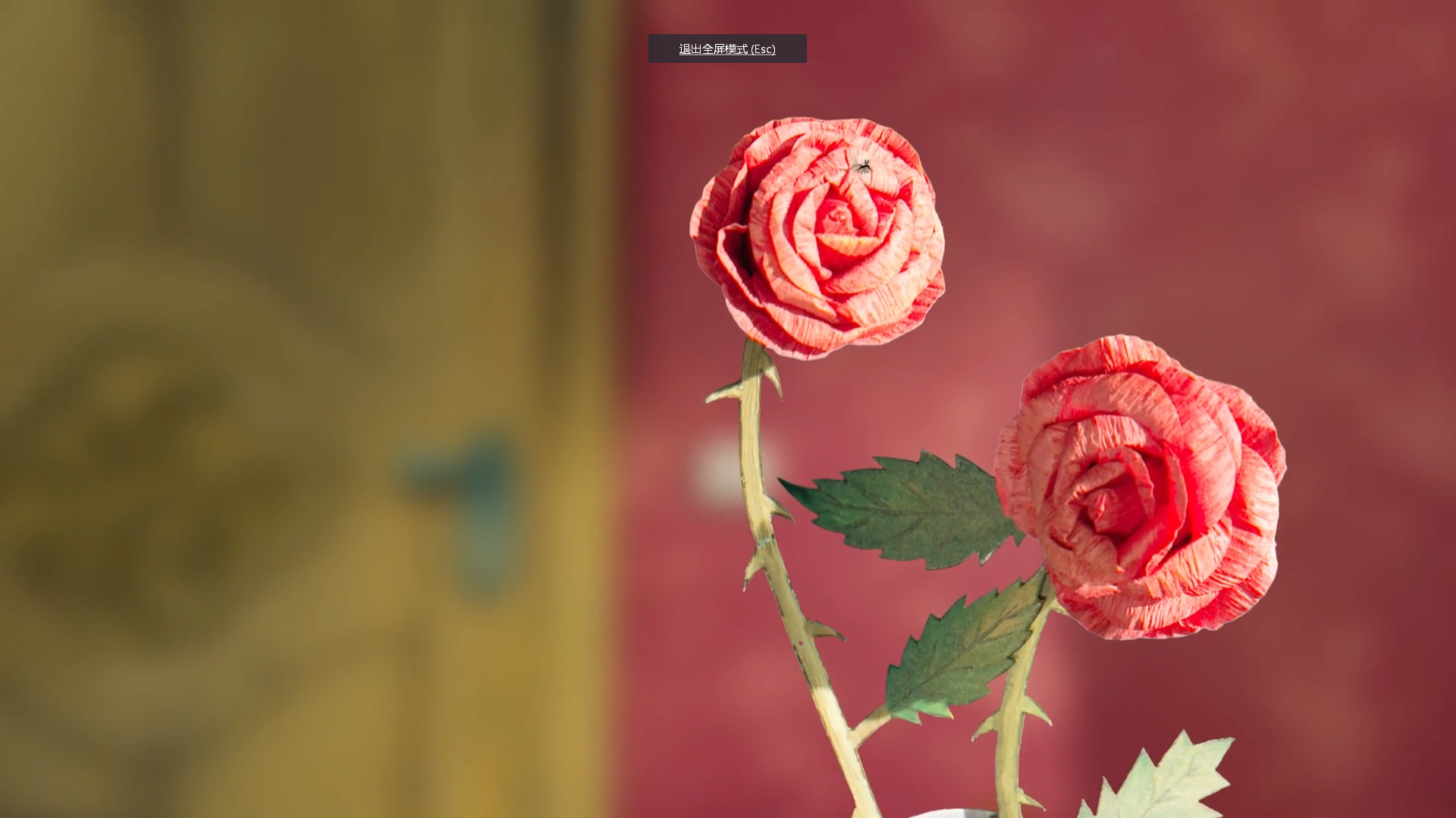 玫瑰公寓剧照的剧照