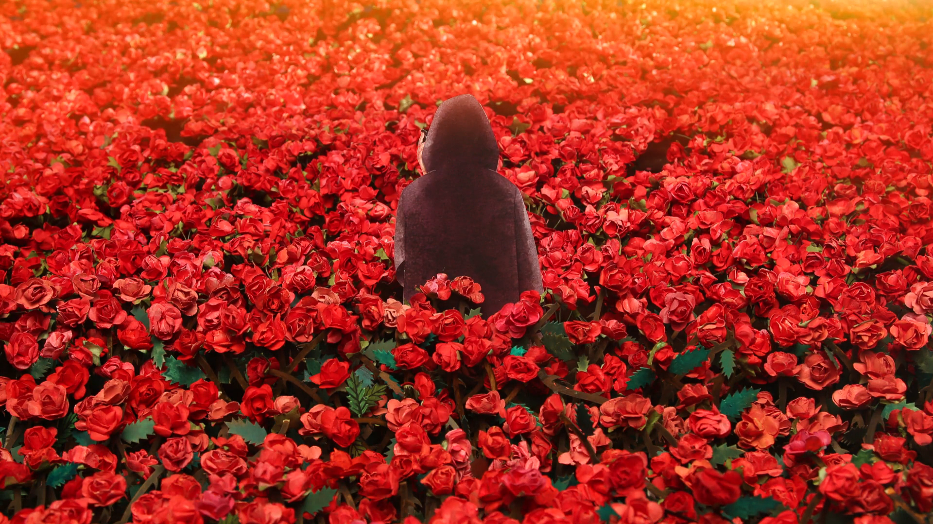 玫瑰公寓剧照的剧照