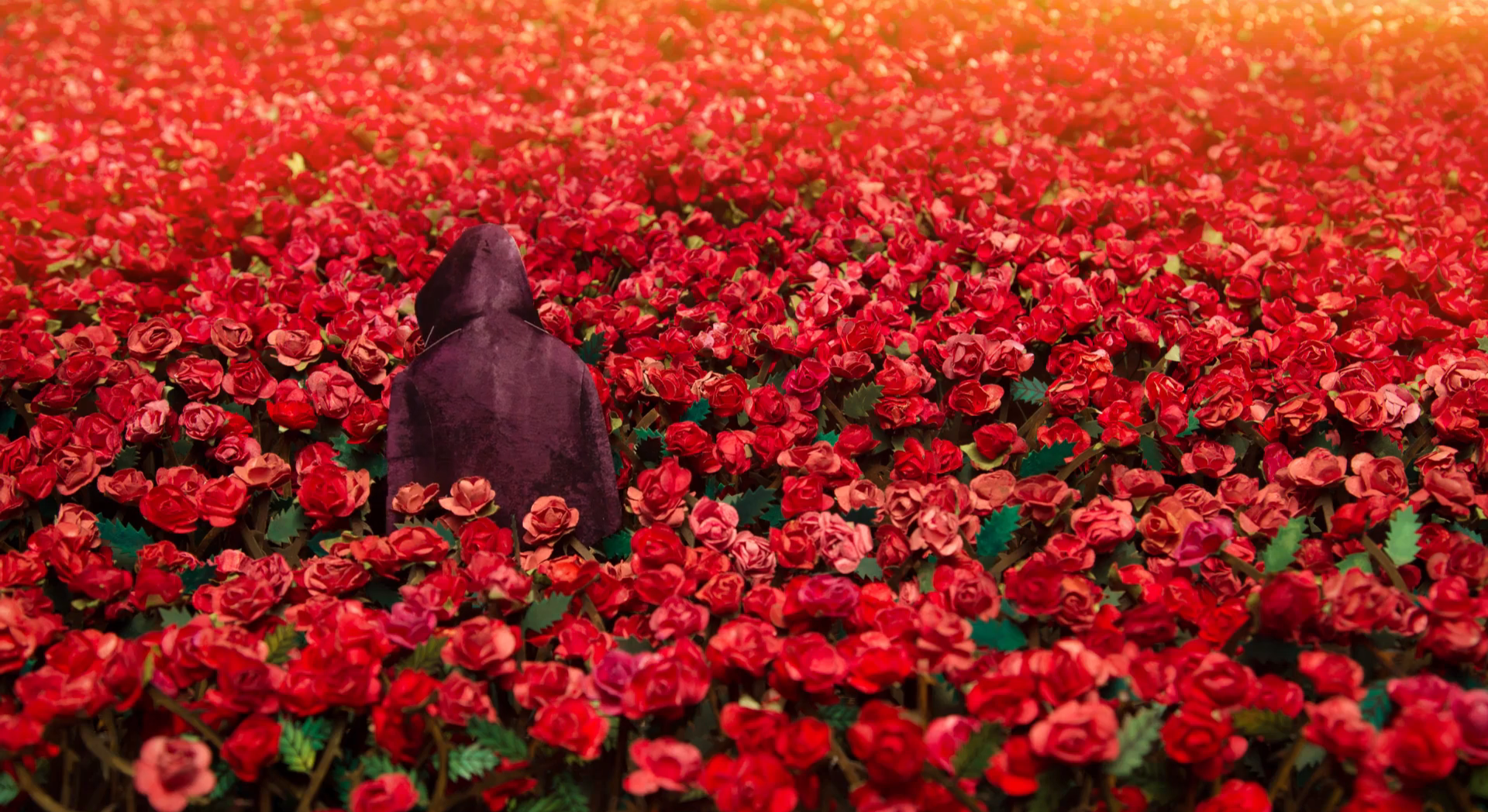 玫瑰公寓剧照的剧照