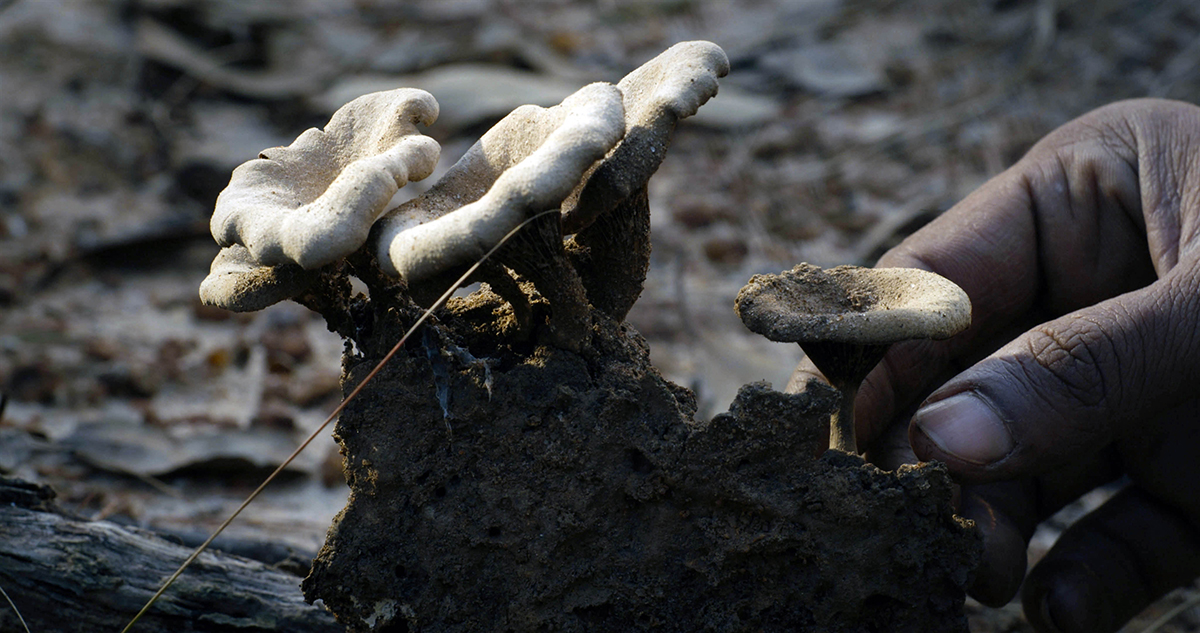 蘑菇剧照的剧照