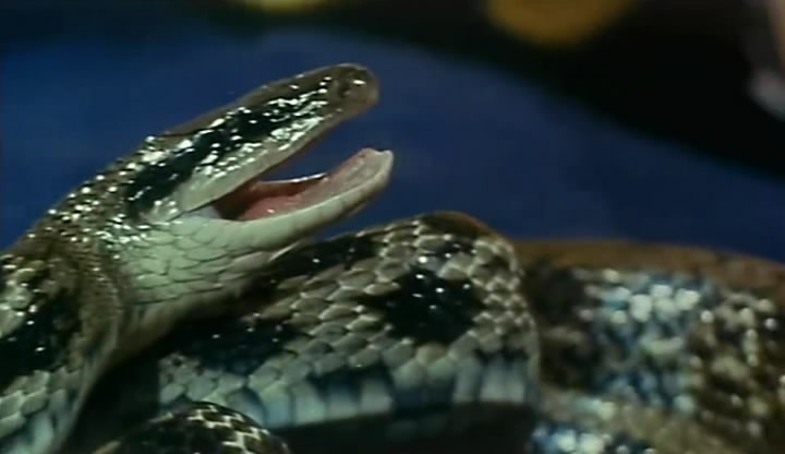 人蛇大战剧照的剧照