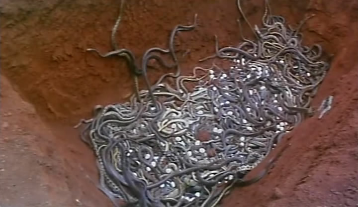 人蛇大战剧照的剧照