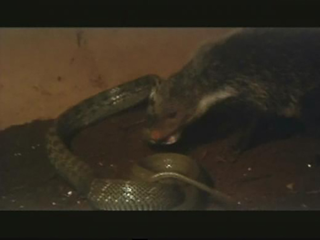 人蛇大战剧照的剧照