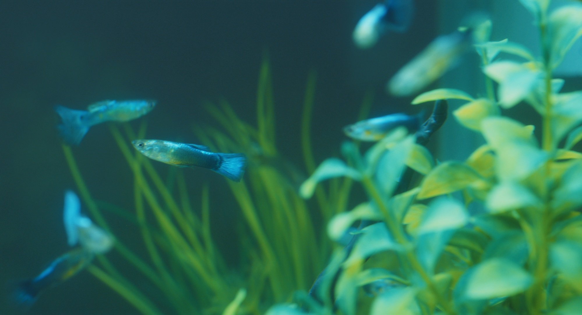 我在你床下剧照的剧照