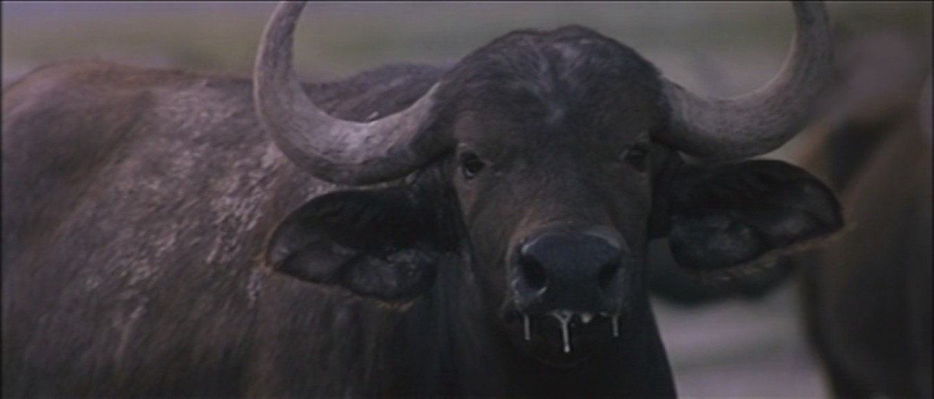 非洲历险记剧照的剧照