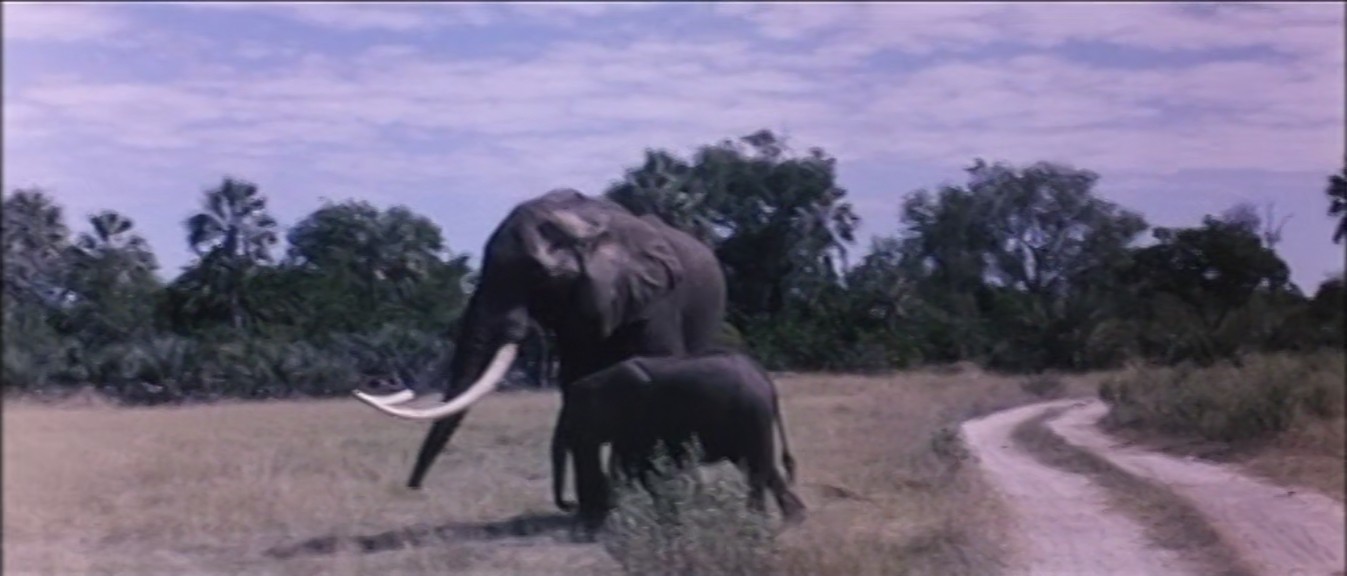 非洲历险记剧照的剧照