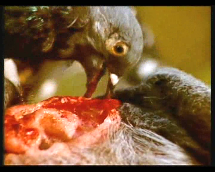 惊爆食人鸟剧照的剧照