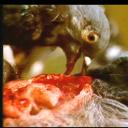 惊爆食人鸟剧照