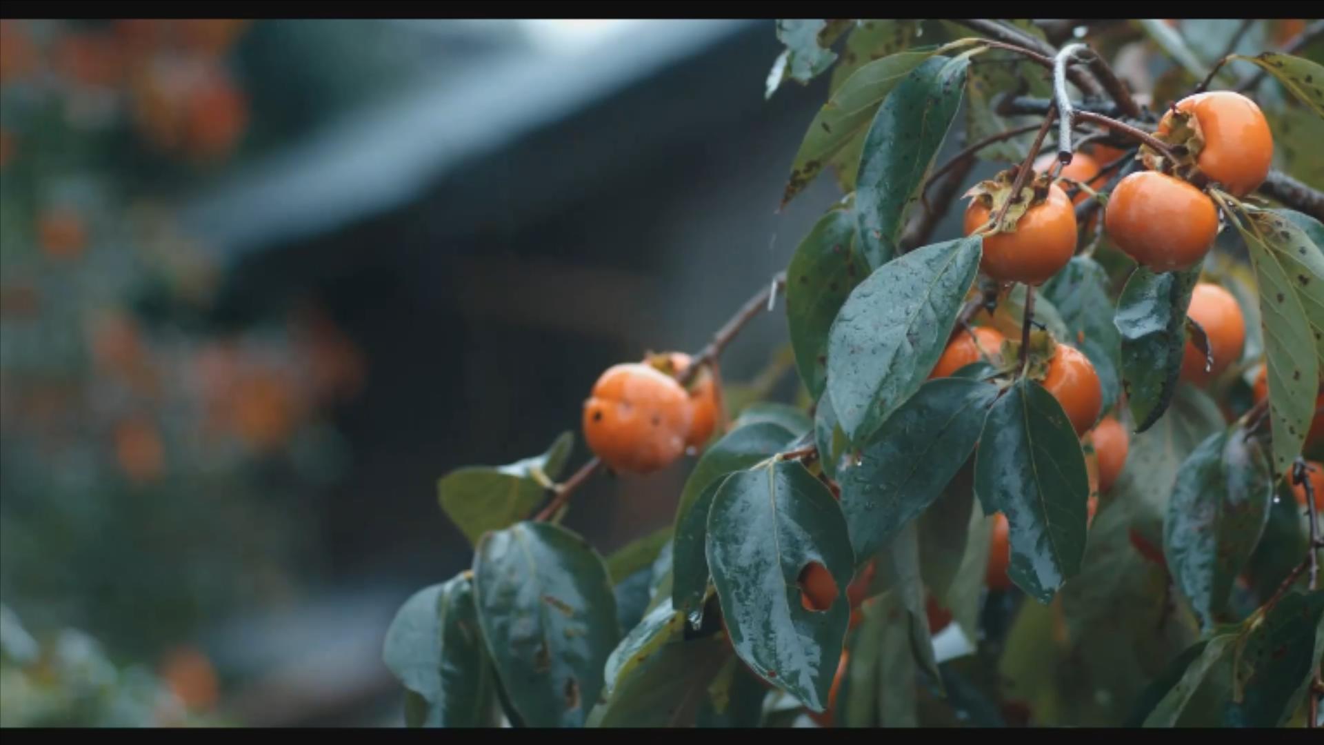 二階堂家物語剧照的剧照