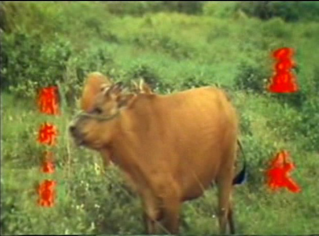 鐵牛剧照的剧照