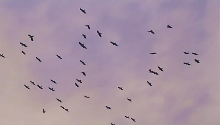 白草地剧照的剧照