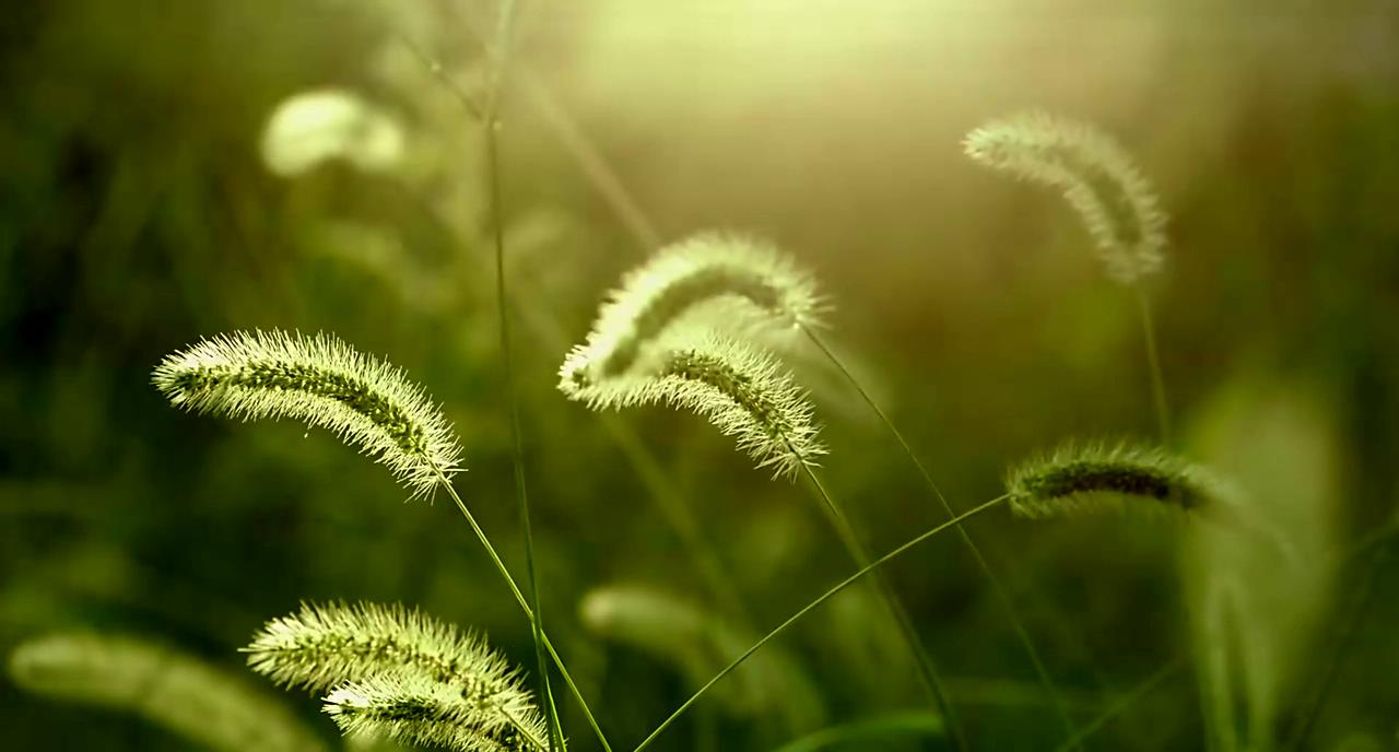 我心雀跃剧照的剧照