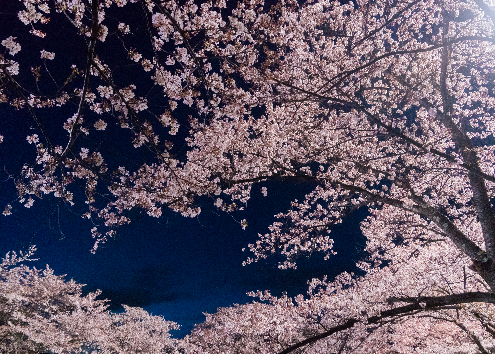 匹田先生，恭喜你太太怀孕了剧照的剧照