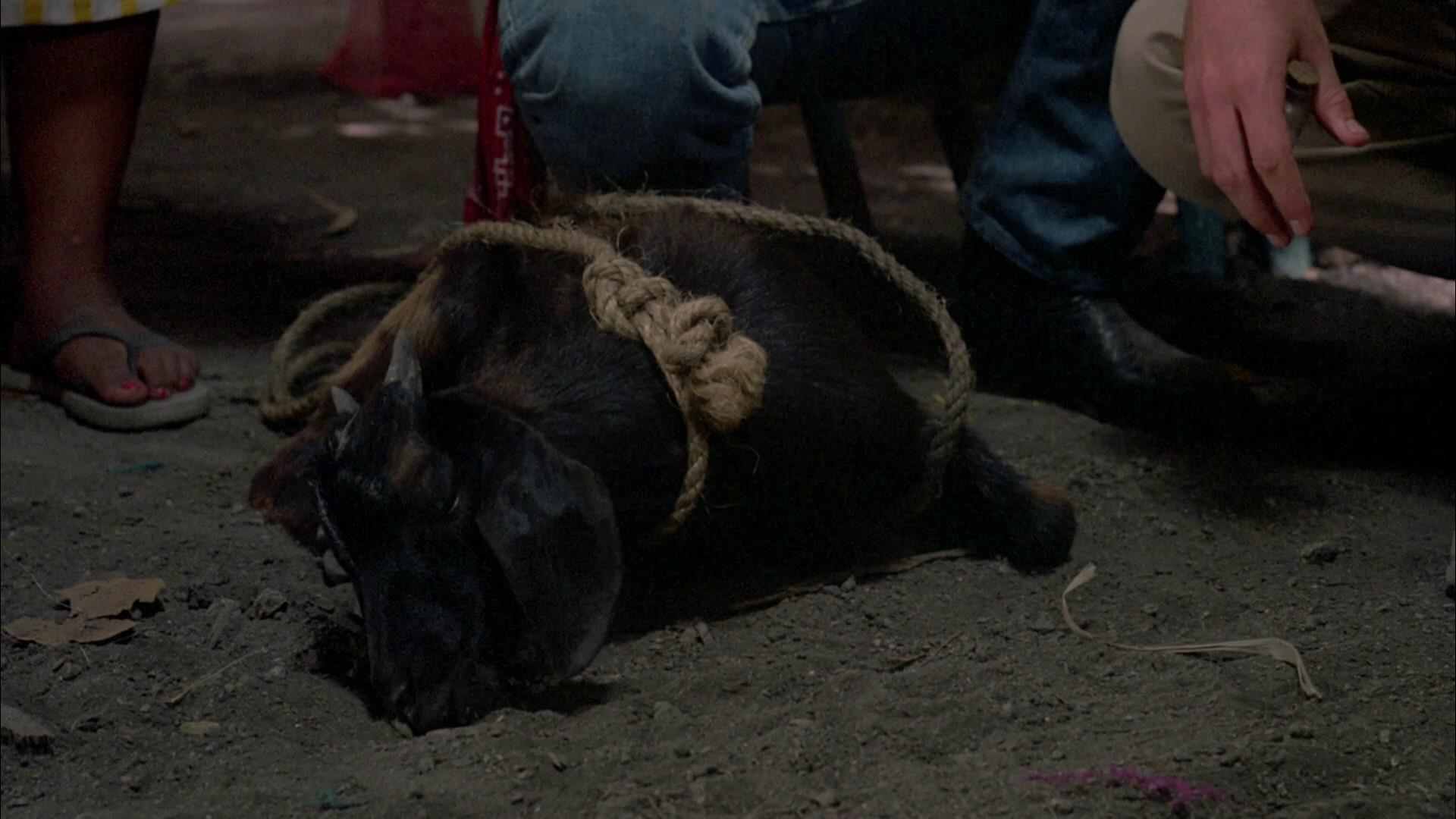 蛇与彩虹剧照的剧照