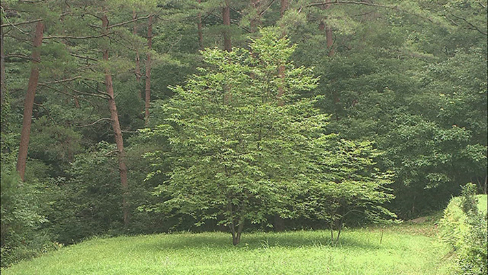 两个人的桃花源剧照的剧照