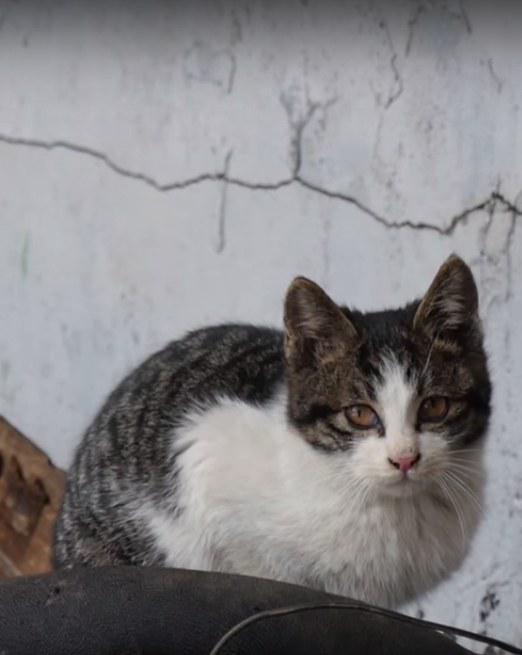 我是猫剧照的剧照