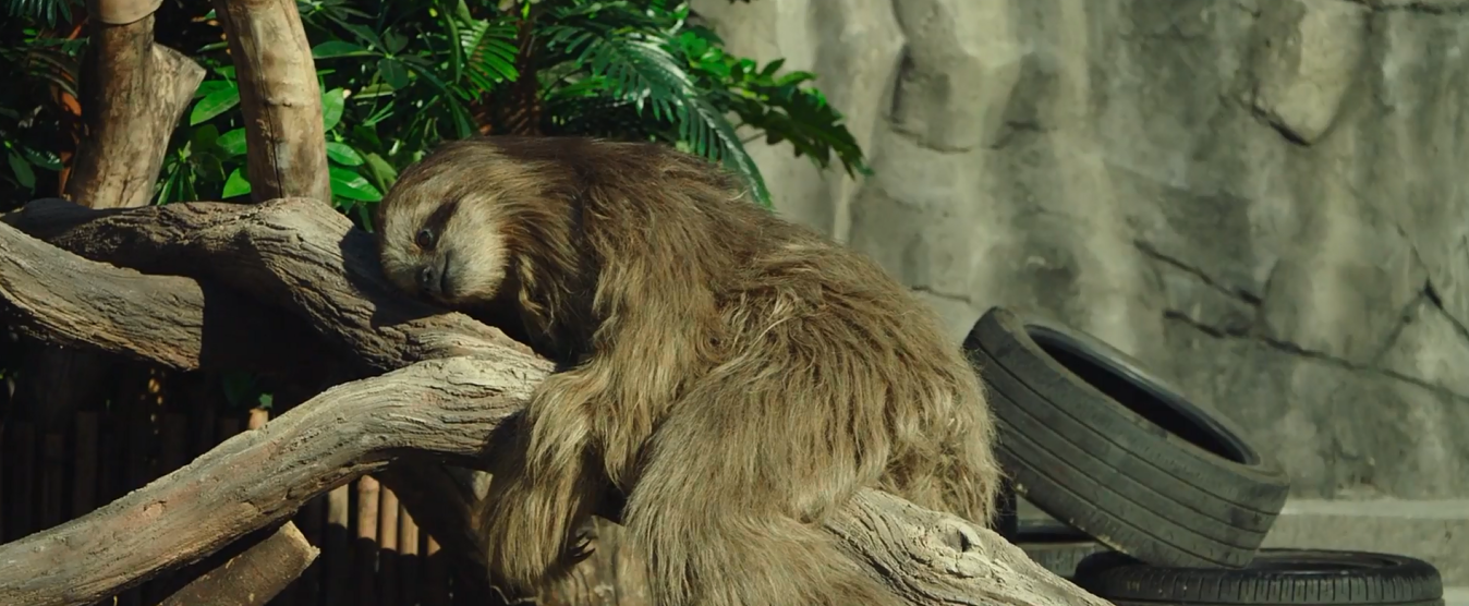 秘密动物园剧照的剧照